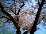 tx݂Ɨcp@2009`O呲}}̐eqp